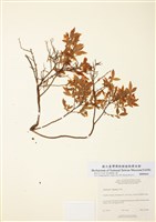 藏品(矮叢藍莓)的圖片